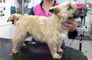 cairn terrier